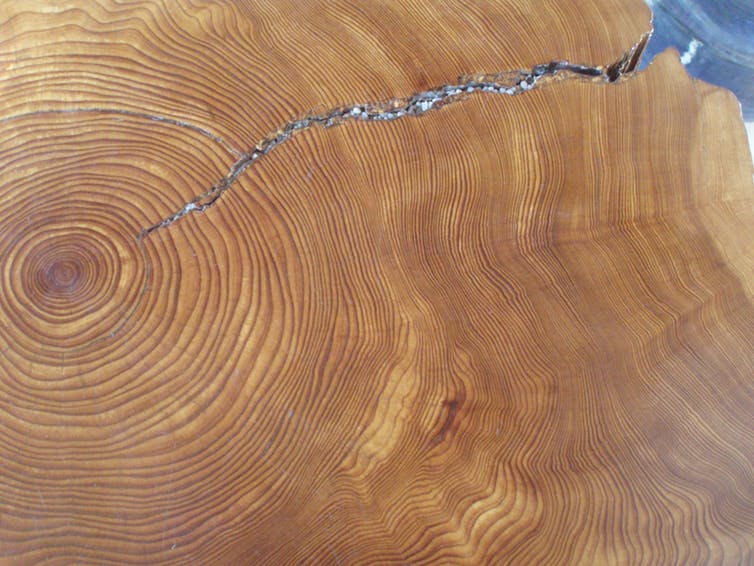 This image has an empty alt attribute; its file name is tree-rings.jpg